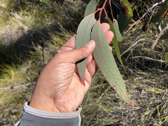 Eucalyptus planchoniana
