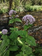 Valeriana pyrenaica