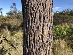 Eucalyptus planchoniana