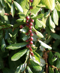 Bridelia cathartica