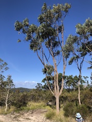 Eucalyptus planchoniana