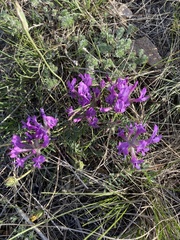 Astragalus suffruticosus