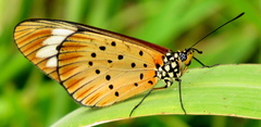 Acraea encedon encedon