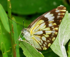 Belenois gidica abyssinica