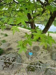 Liquidambar orientalis