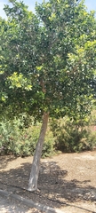 Ficus retusa