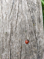 Coccinella septempunctata
