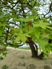 Liquidambar orientalis