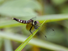 Nannophya pygmaea