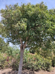 Ficus retusa