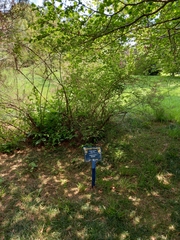 Indigofera heterantha