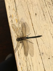 Cordulia aenea aenea