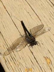 Cordulia aenea aenea