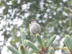 Passer montanus