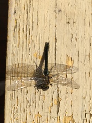 Cordulia aenea aenea