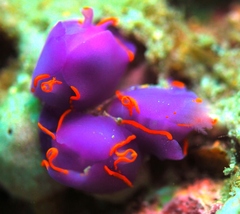 Sagaminopteron ornatum