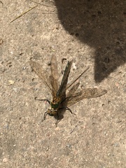 Cordulia aenea aenea