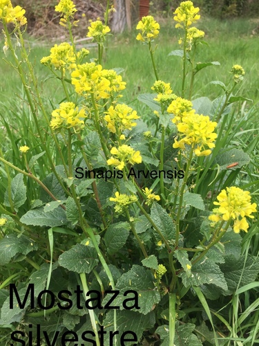 Sinapis arvensis iNat (2)