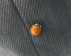 Harmonia axyridis