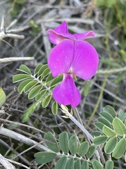 Tephrosia grandiflora