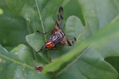 Otites porcus