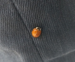 Harmonia axyridis