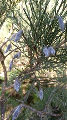 Cytisus cantabricus