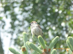 Passer montanus