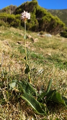 Bistorta officinalis