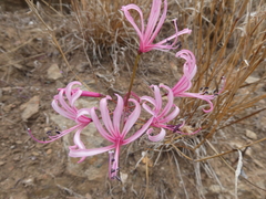 Nerine humilis