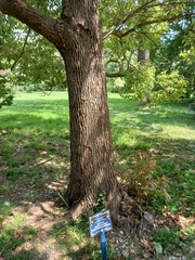 Cinnamomum glanduliferum