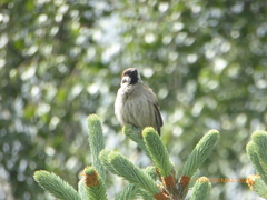 Passer montanus