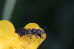 Chelostoma florisomne