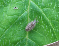 Tingis pilosa