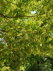 Cinnamomum glanduliferum
