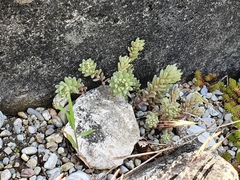 Sedum hispanicum