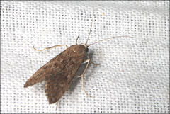 Achyra affinitalis