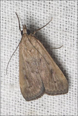 Achyra affinitalis