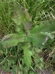 Sonchus oleraceus