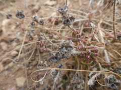 Drosanthemum striatum