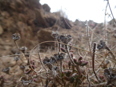 Drosanthemum striatum