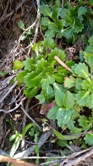 Saxifraga spathularis