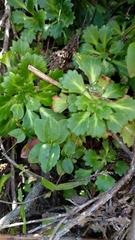 Saxifraga spathularis