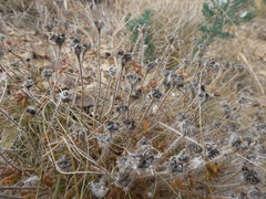 Drosanthemum striatum