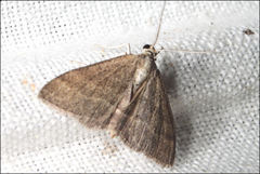 Scopula lydia