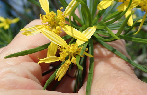 Euryops brevipapposus, photograph 5