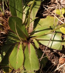Alepidea natalensis