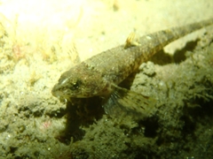 Odontopyxis trispinosa