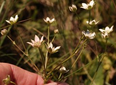 Alepidea natalensis