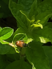 Phyllopertha horticola